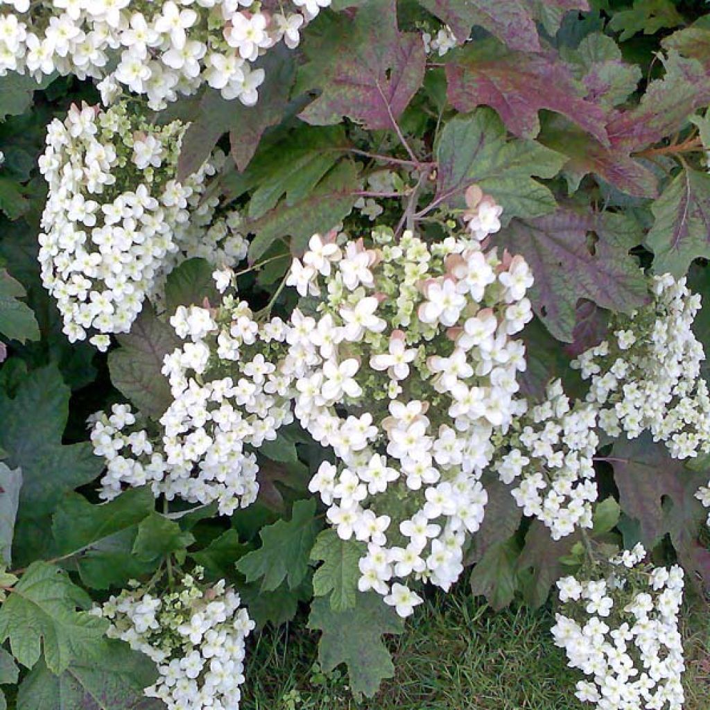 Hortensia - Hydrangea quercifolia Applause