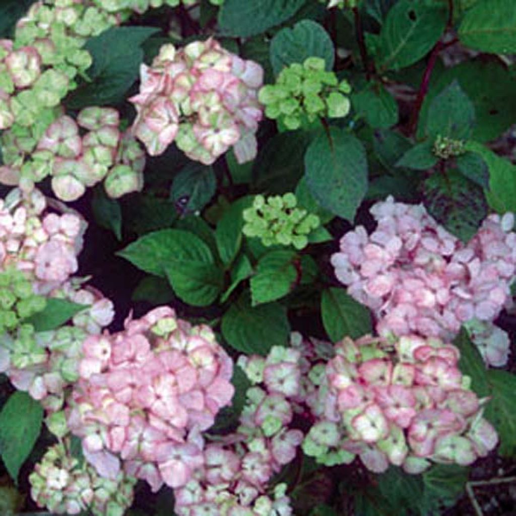 Hortensia serrata Precioza - Hydrangea