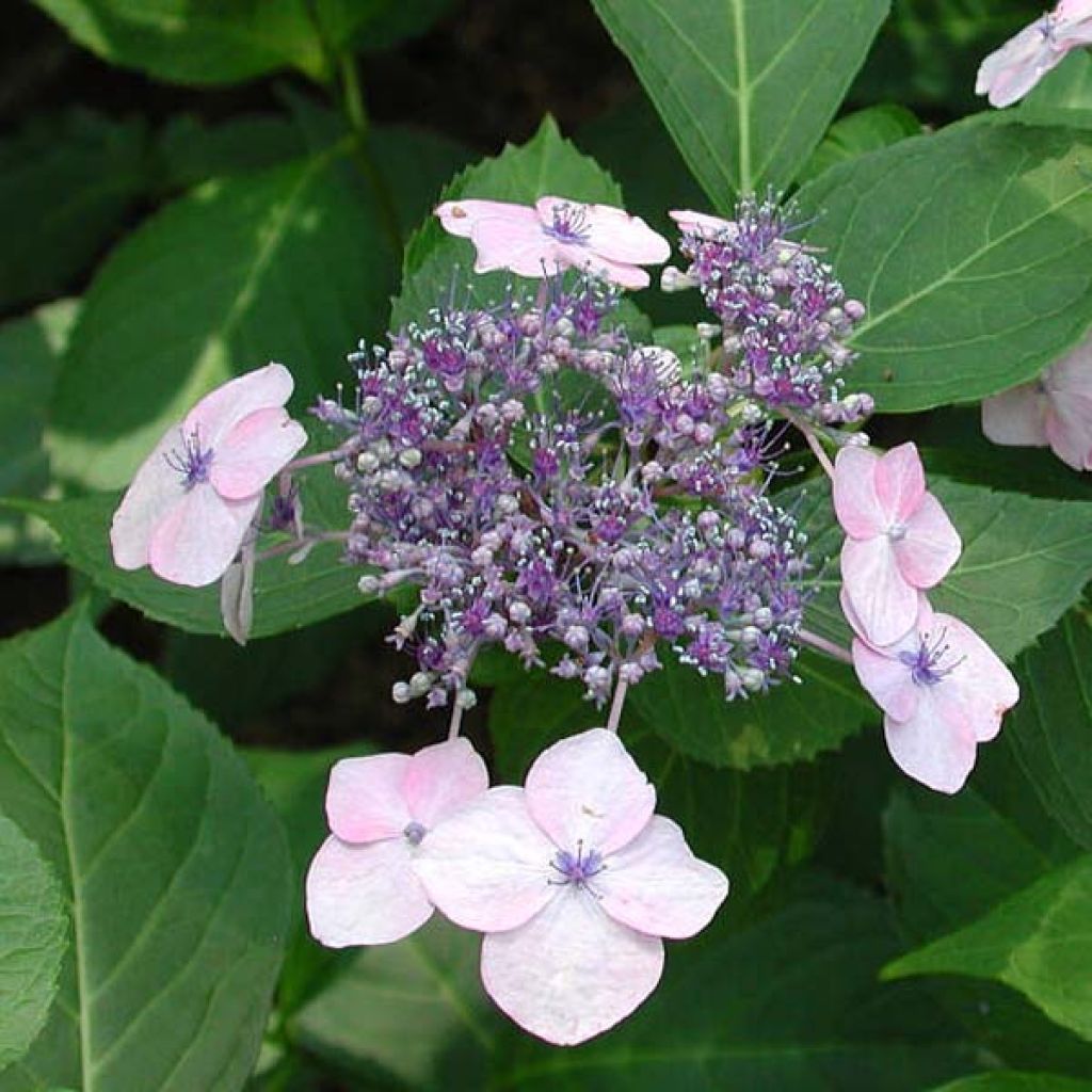 Hortensia Serrata Tiara