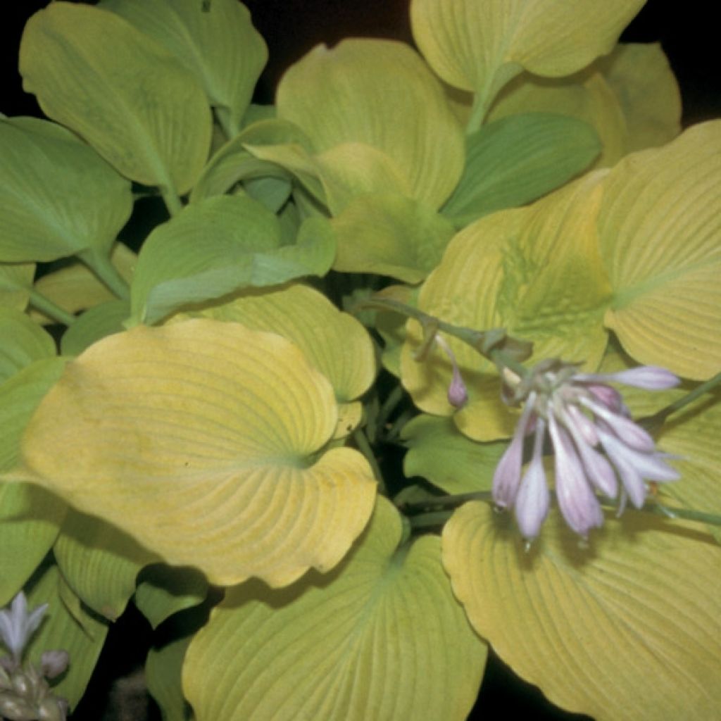 Hosta hybride daybreak