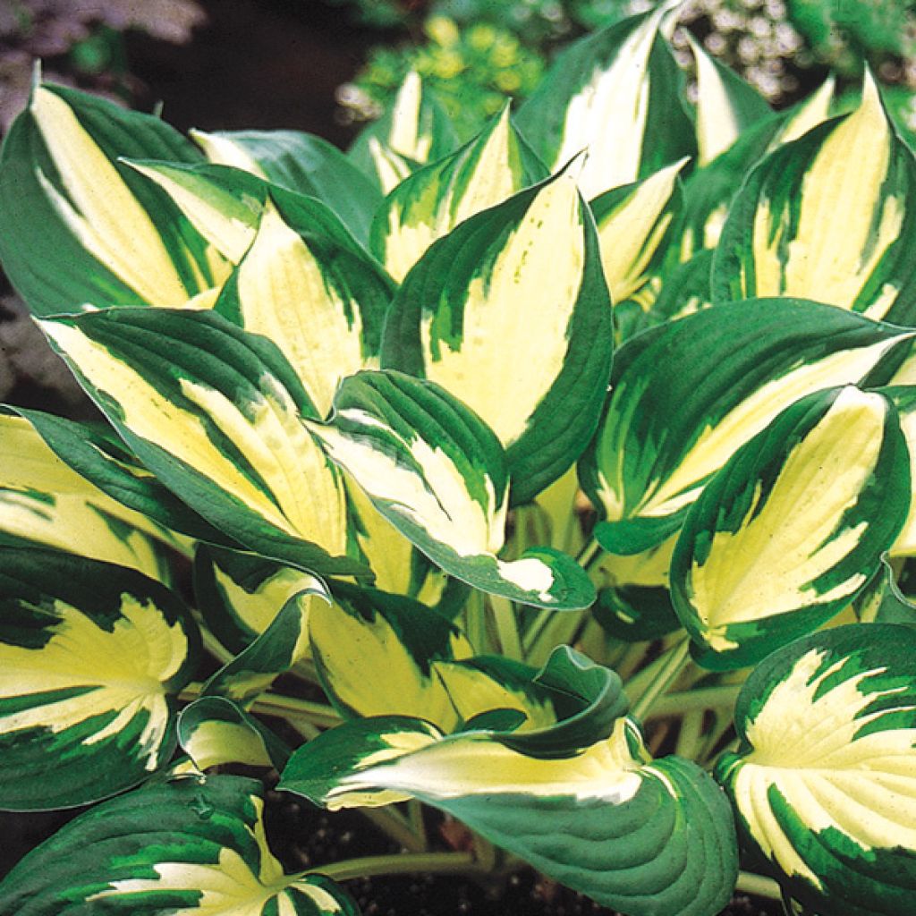 Hosta Fire and Ice