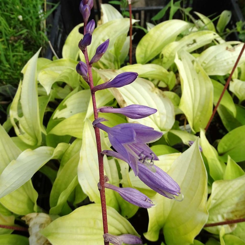 Hosta fire Island