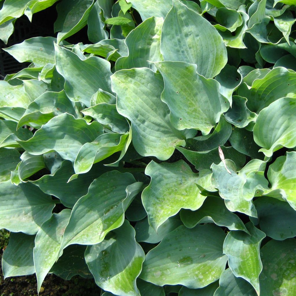 Hosta Flemish Sky