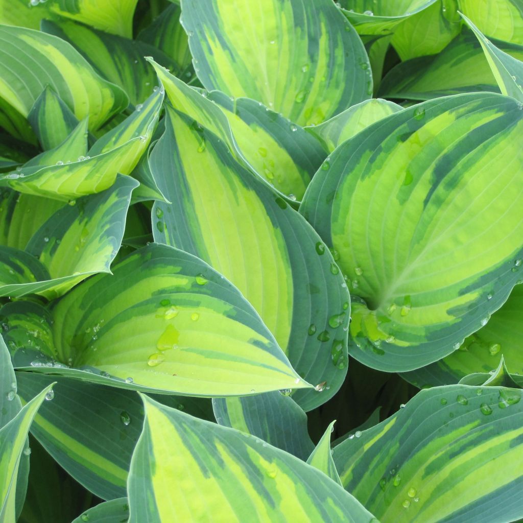 Hosta tardiana June