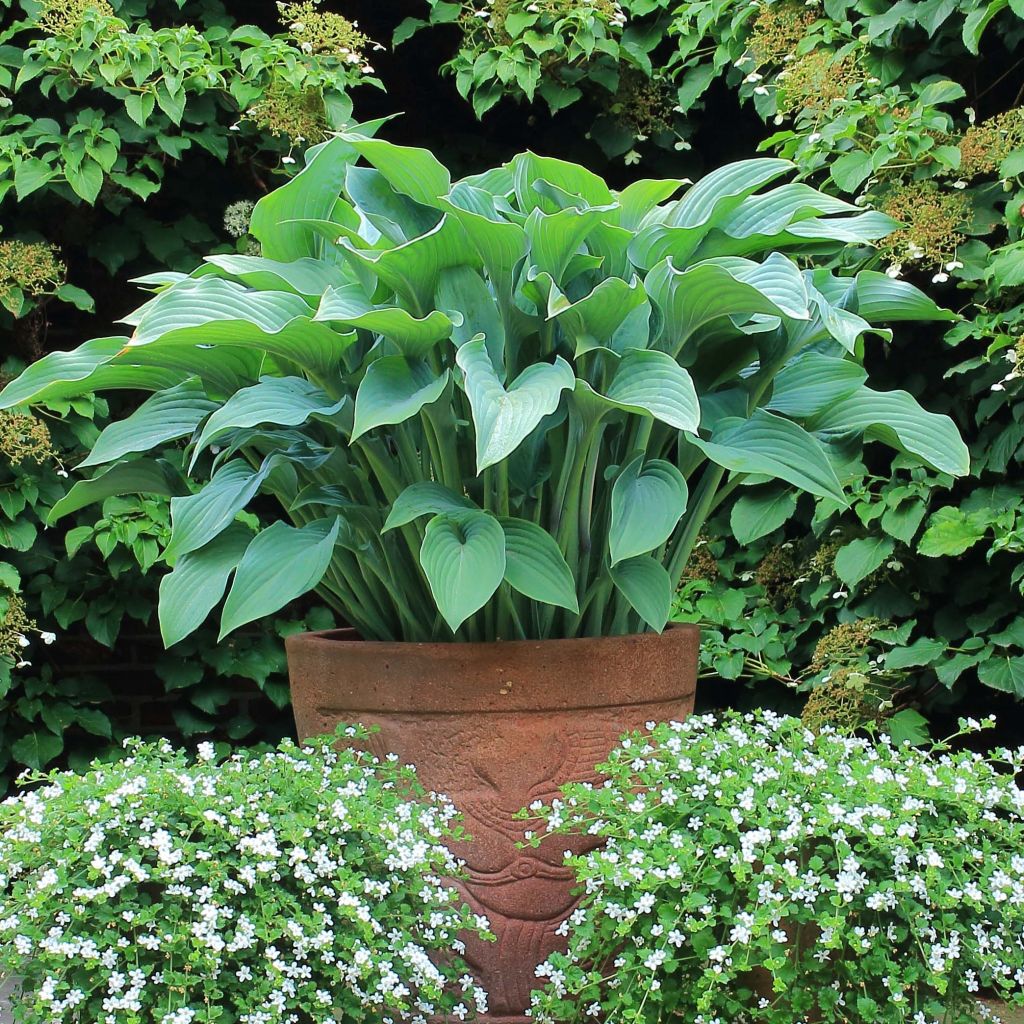 Hosta nigrescens Krossa Regal