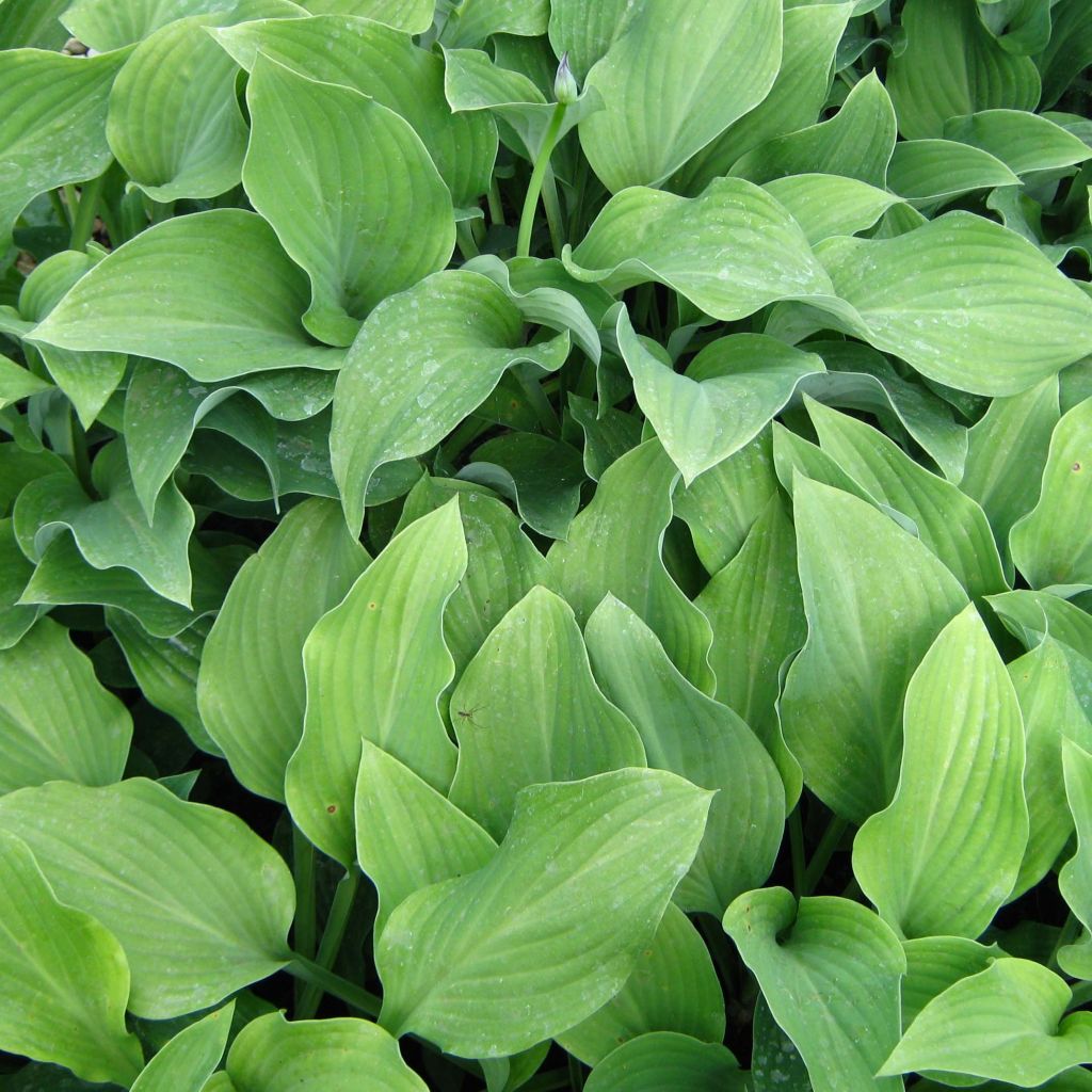 Hosta nigrescens Krossa Regal