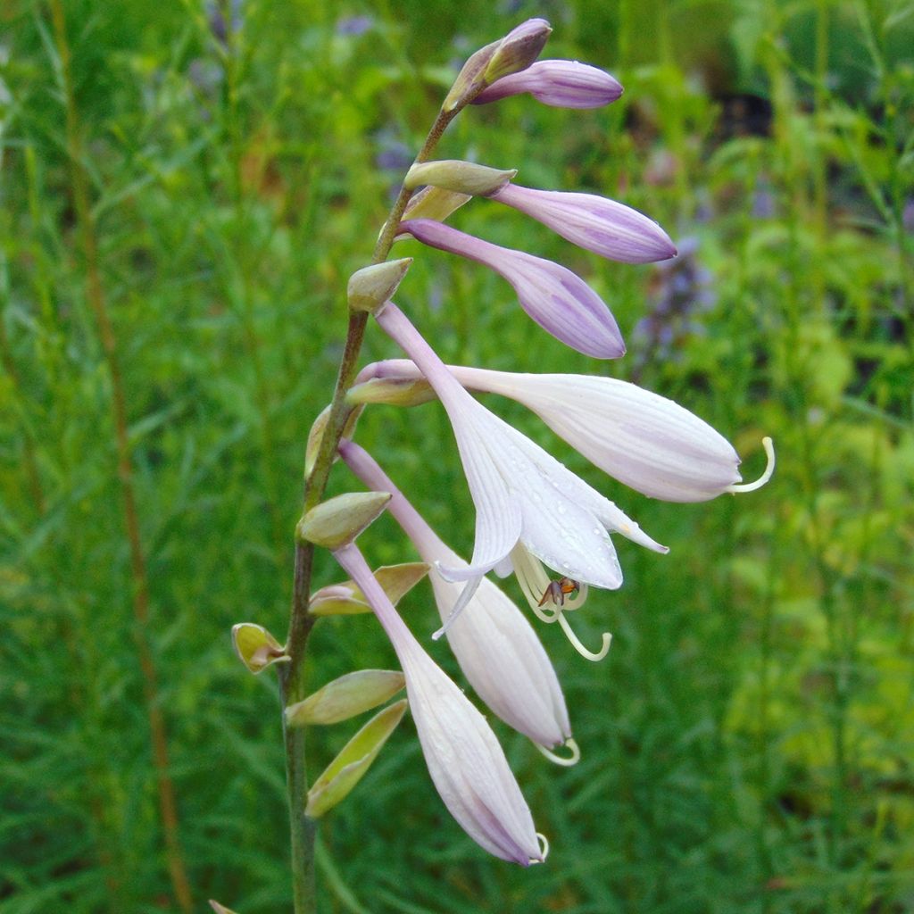 Hosta nigrescens Krossa Regal