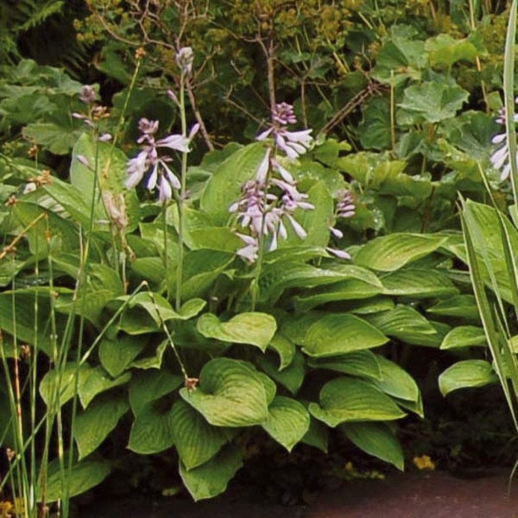 Hosta Sum and Substance