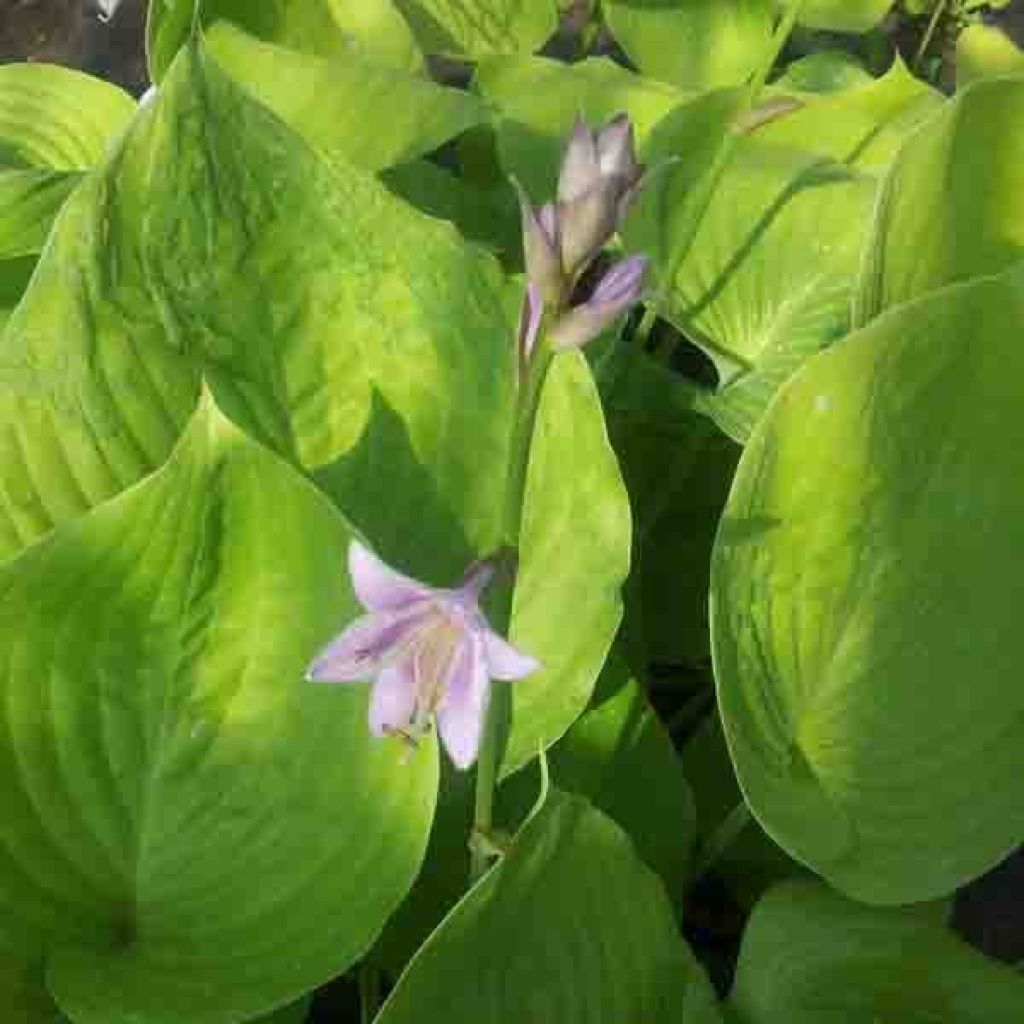 Hosta Sum and Substance