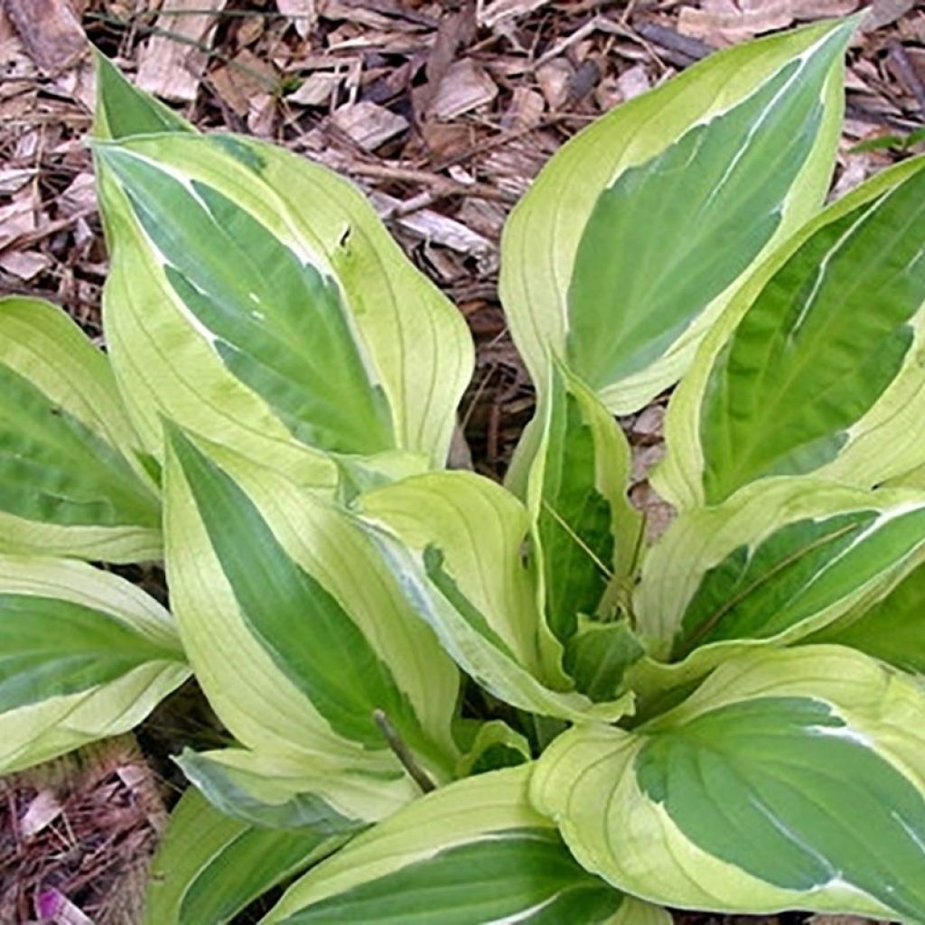 Hosta Yellow Polka Dot Bikini