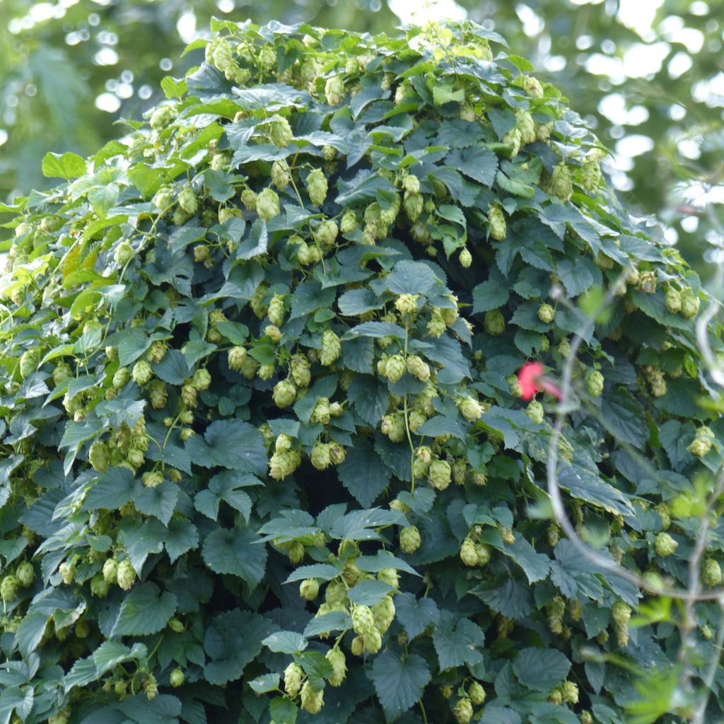 Lúpulo - Humulus lupulus