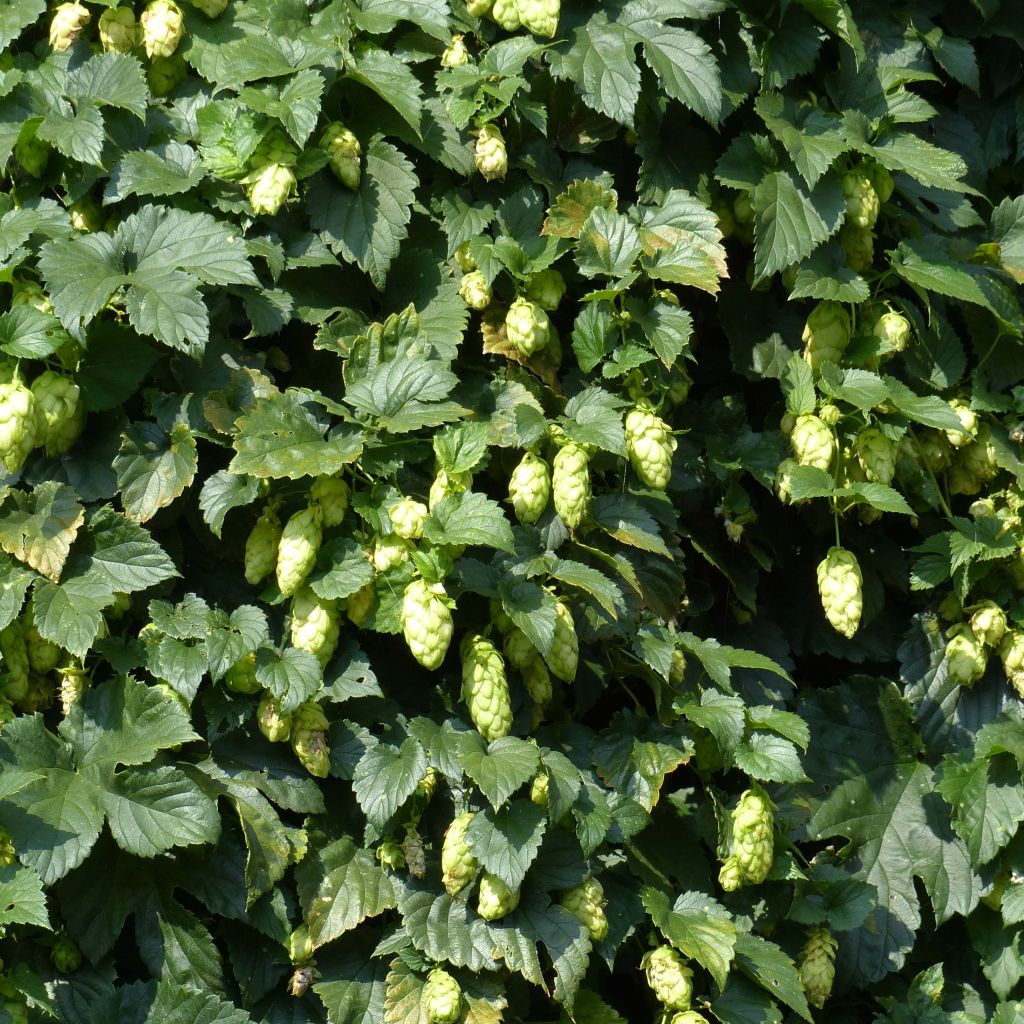 Lúpulo - Humulus lupulus