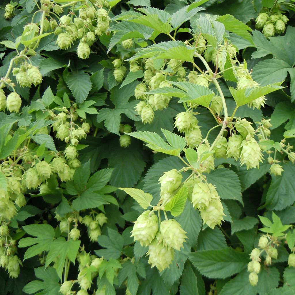 Lúpulo - Humulus lupulus