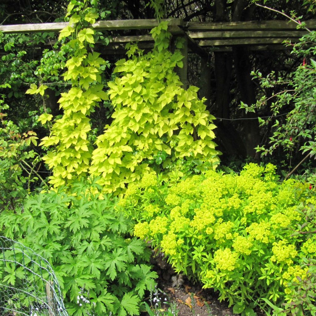 Lúpulo amarillo- Humulus lupulus Aureus