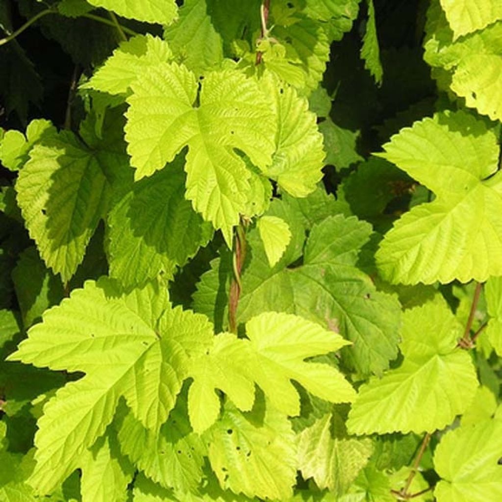 Lúpulo amarillo- Humulus lupulus Aureus