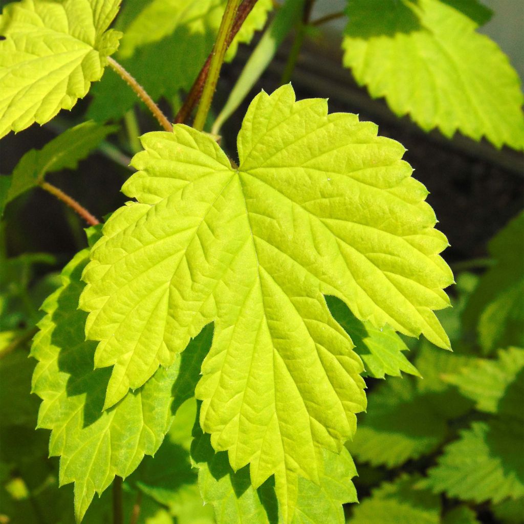 Lúpulo amarillo- Humulus lupulus Aureus