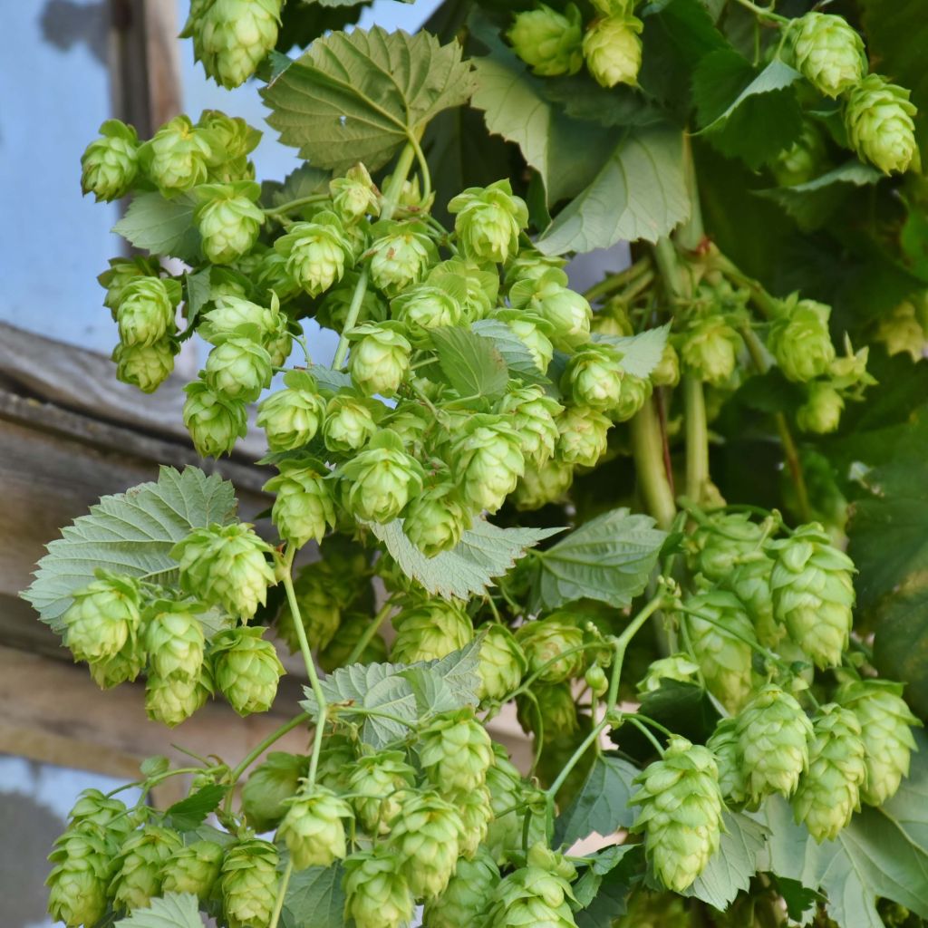 Lúpulo Magnum - Humulus lupulus