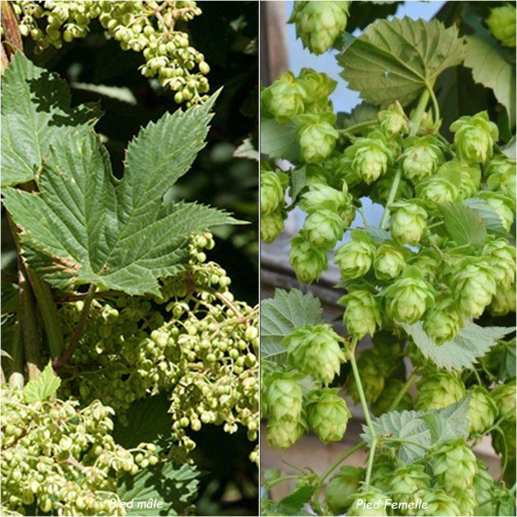 Lúpulo Magnum - Humulus lupulus