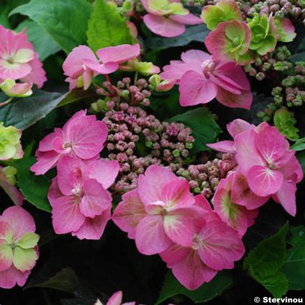 Hortensia serrata Cotton Candy - Hydrangea