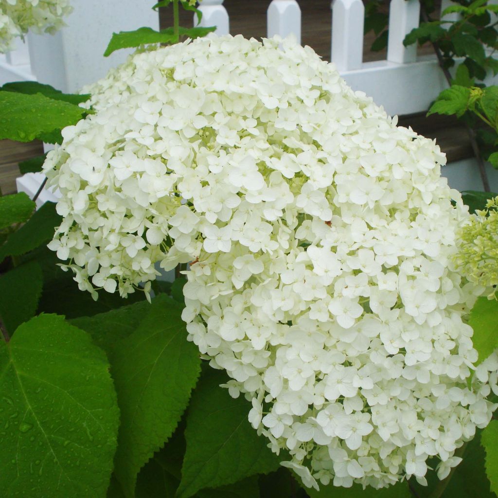 Hortensia arborescens Annabelle