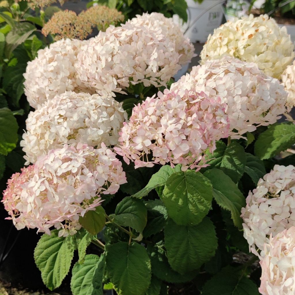 Hortensia arborescens BellaRagazza Blanchetta