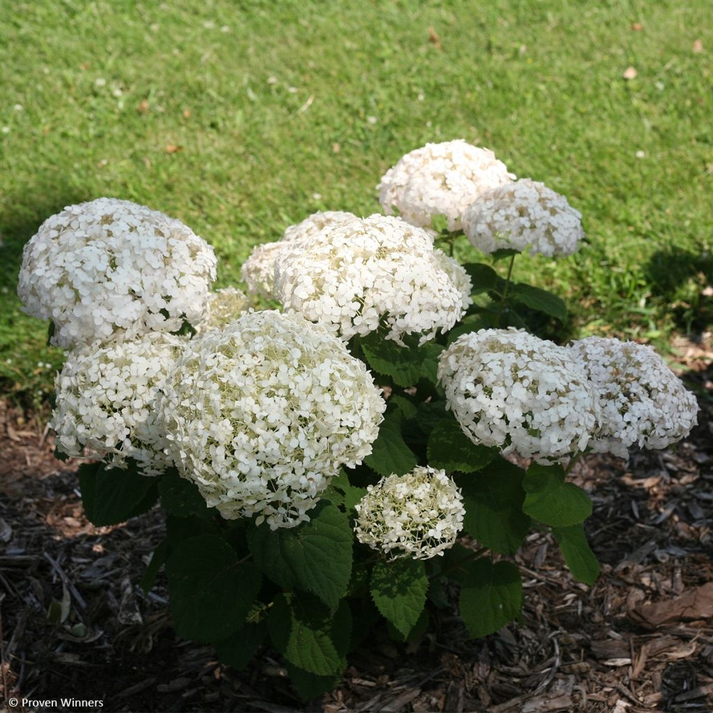 Hortensia arborescens BellaRagazza Blanchetta