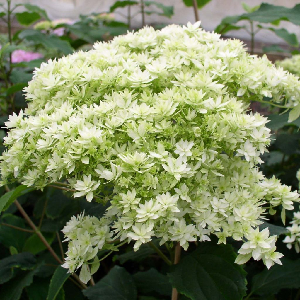 Hortensia arborescens Hayes Starbust