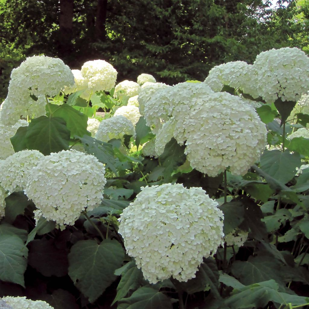 Hortensia arborescens Strong Annabelle