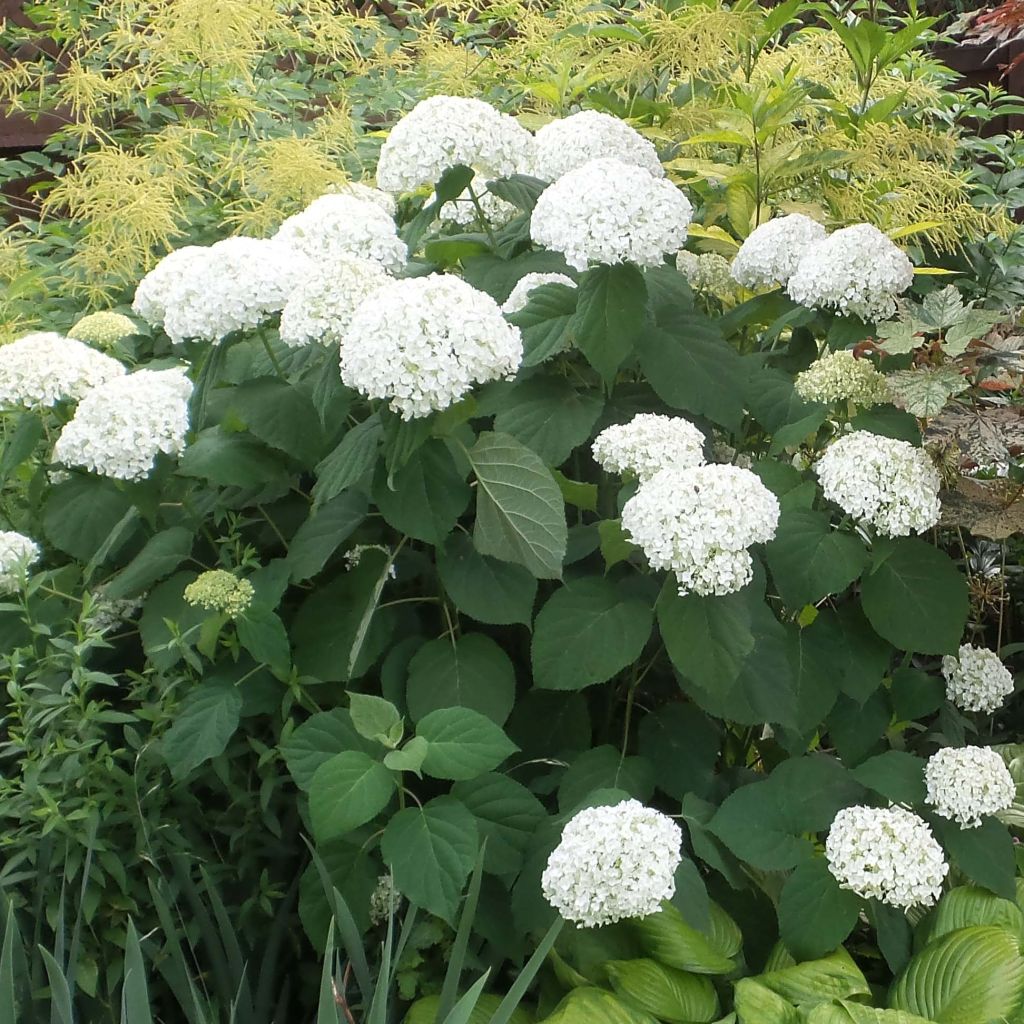 Hortensia arborescens Strong Annabelle