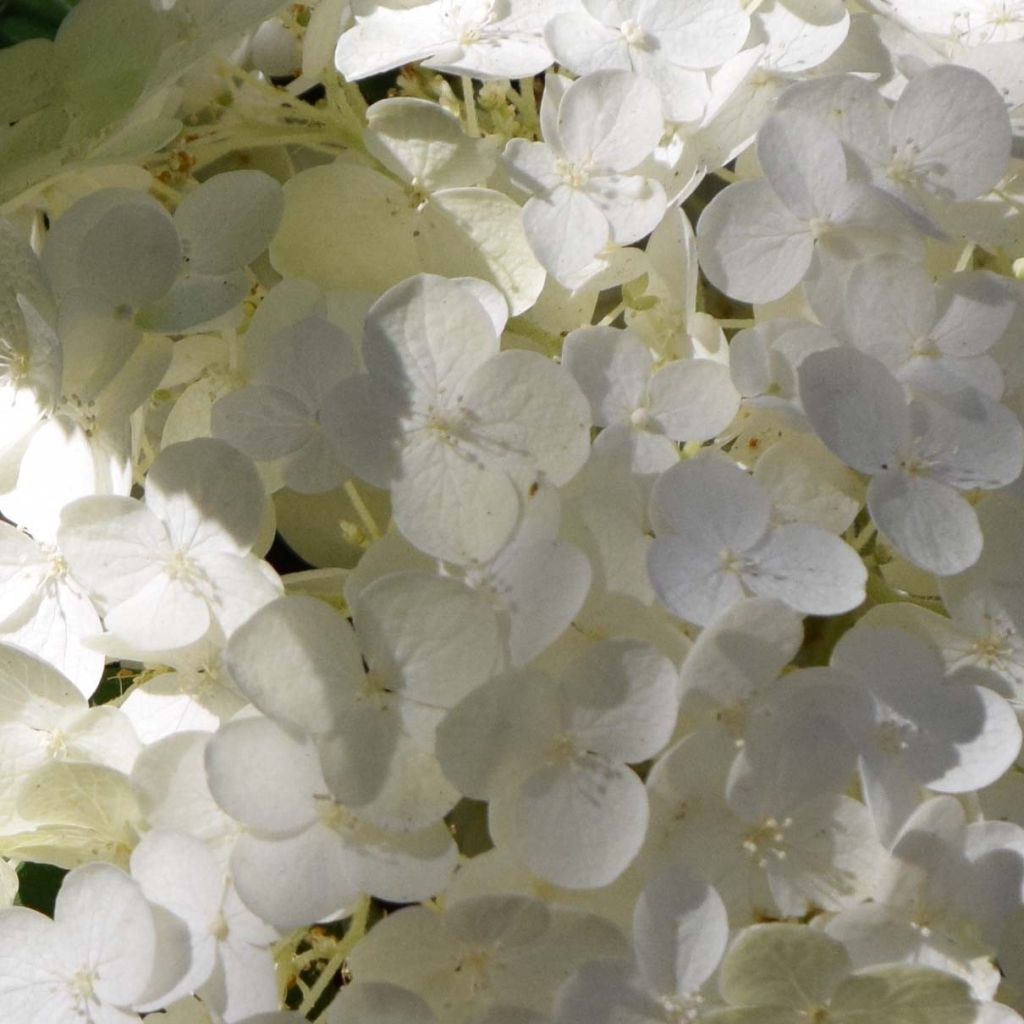 Hortensia arborescens Strong Annabelle