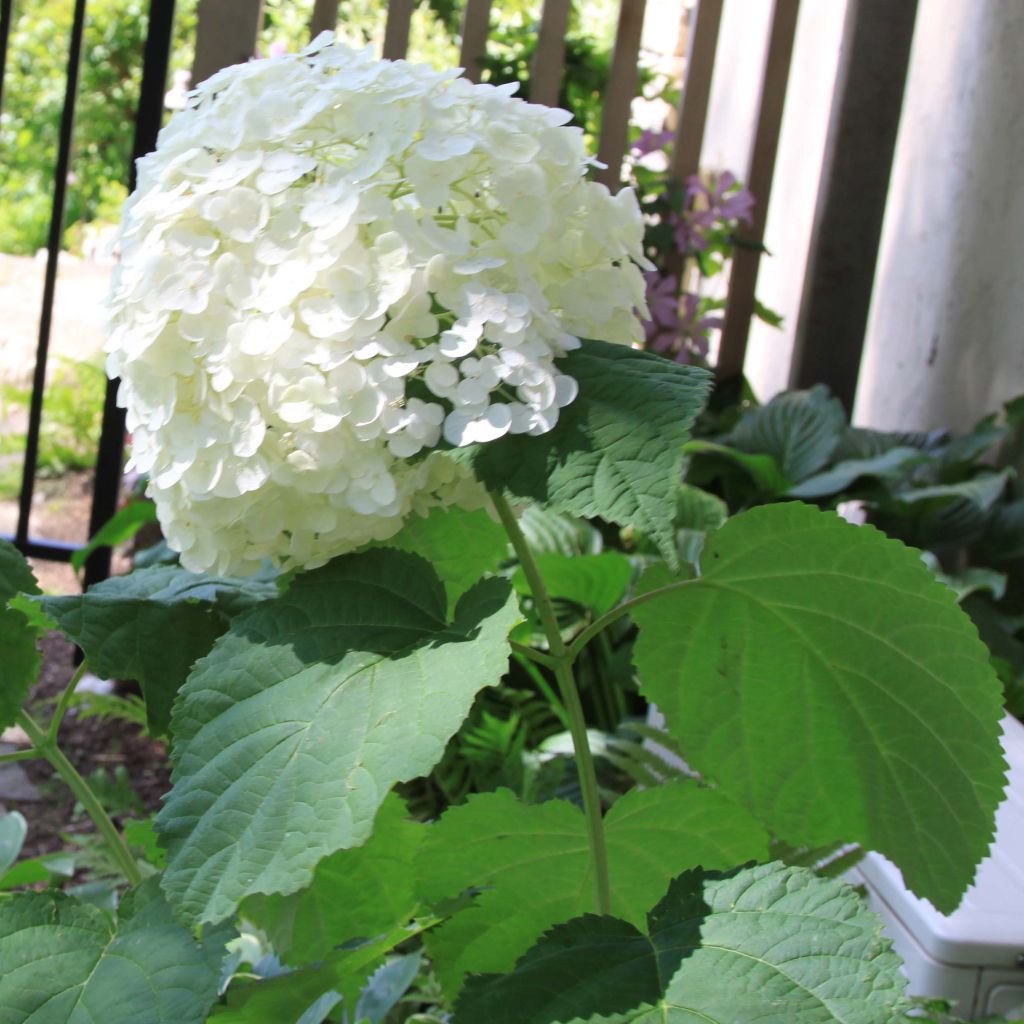 Hortensia arborescens Strong Annabelle