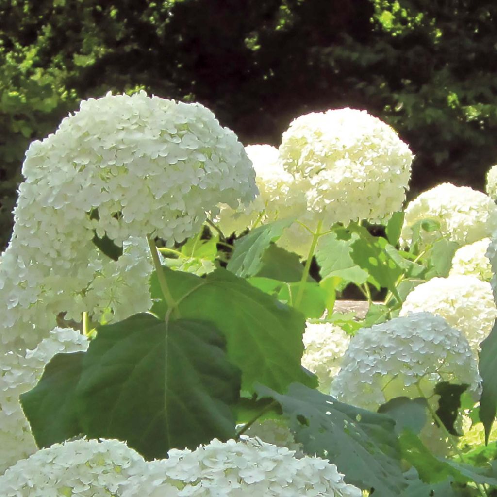 Hortensia arborescens Strong Annabelle