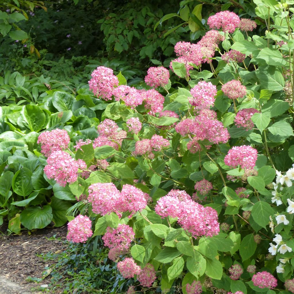 Hortensia arborescens Pink Annabelle