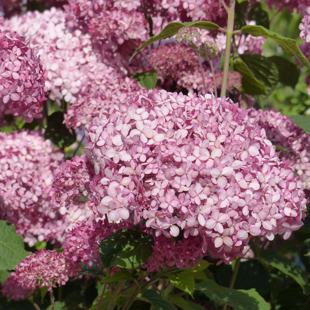 Hortensia arborescens Pink Annabelle