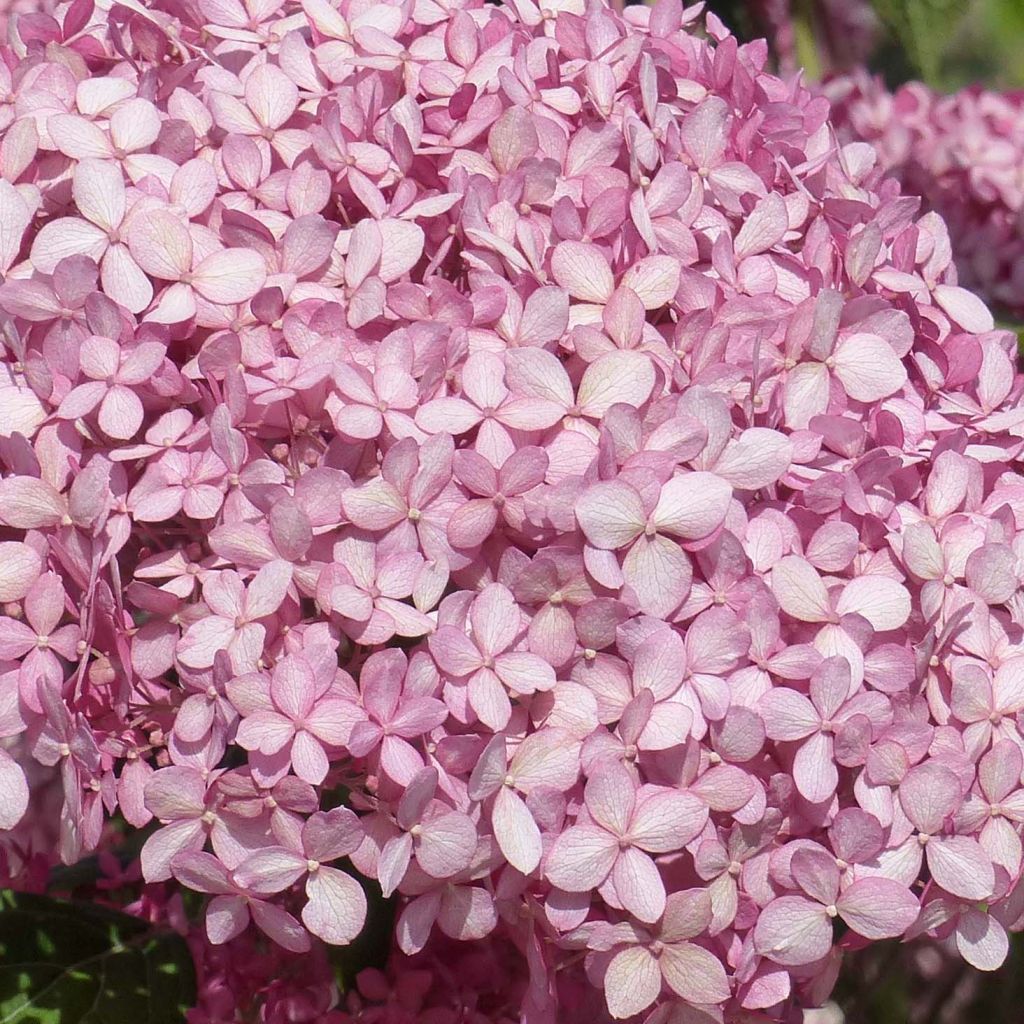 Hortensia arborescens Pink Annabelle