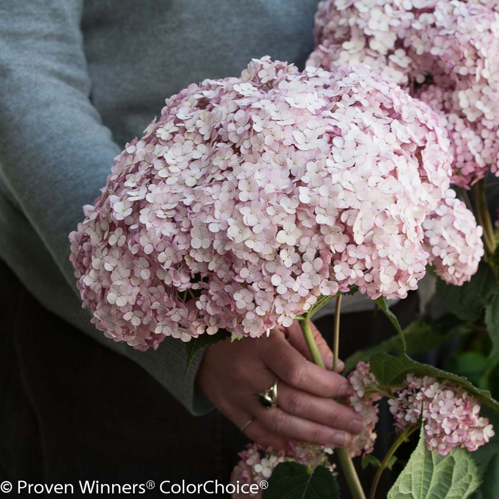 Hortensia arborescens Sweet Annabelle