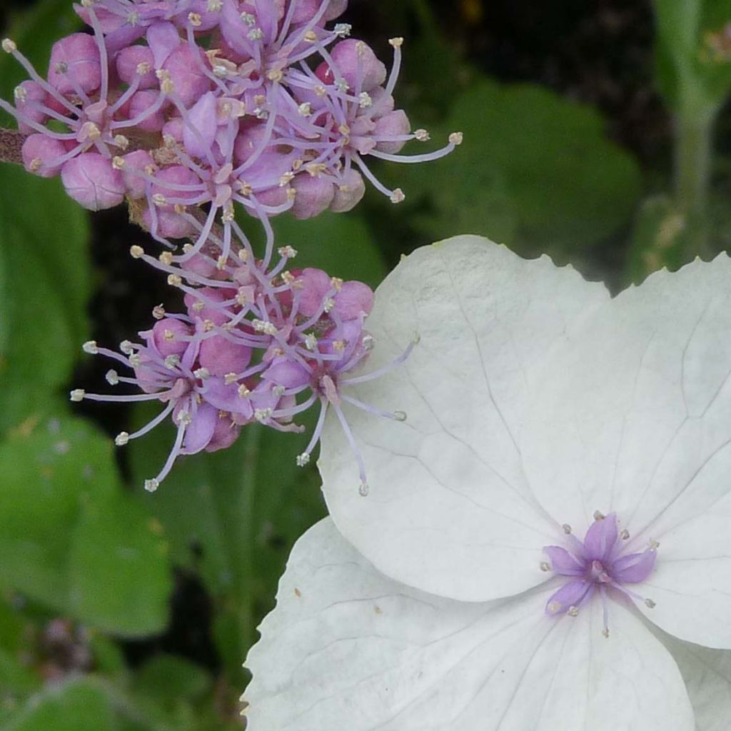 Hortensia aspera Macrophylla - Hydrangea