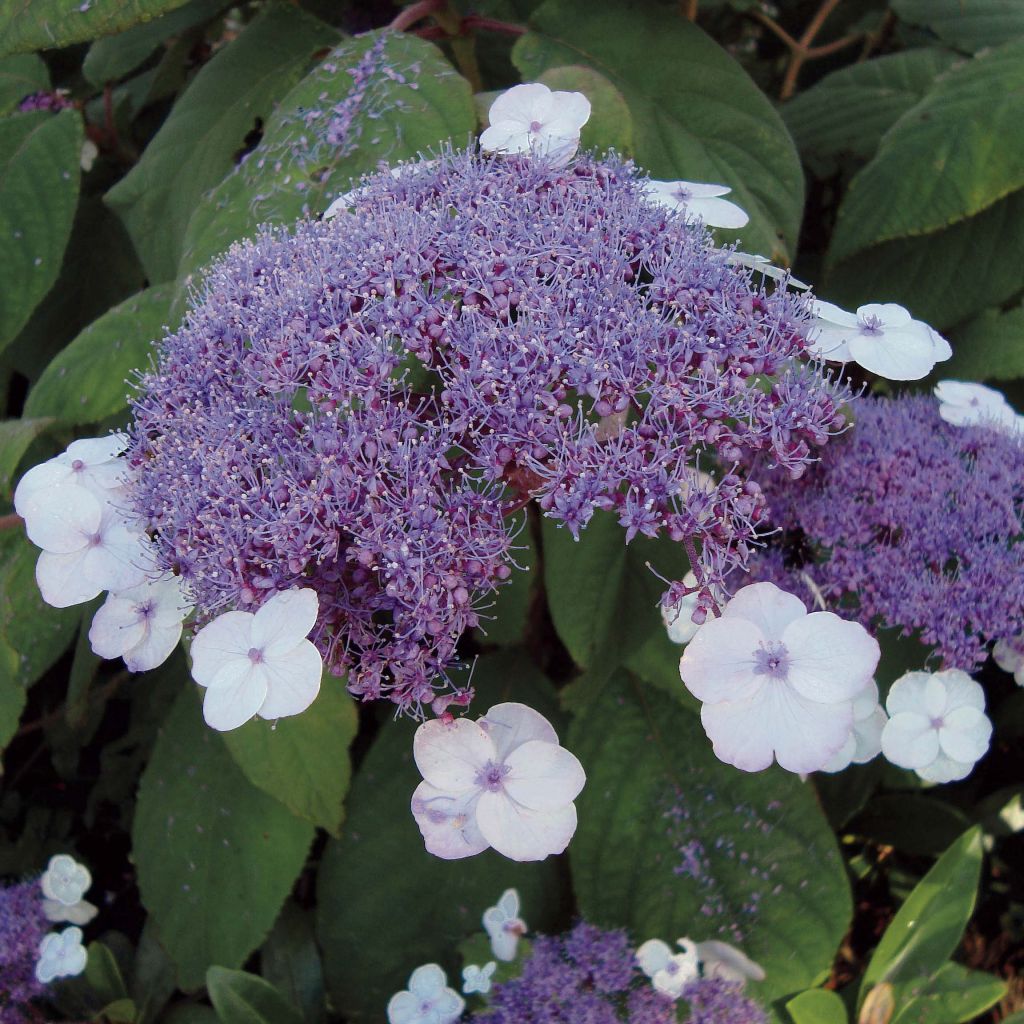 Hortensia aspera Macrophylla - Hydrangea