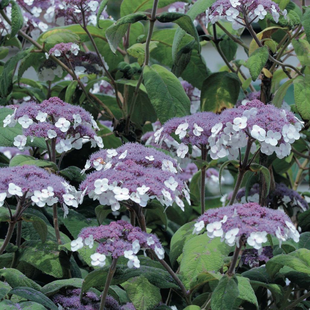 Hortensia aspera Macrophylla - Hydrangea