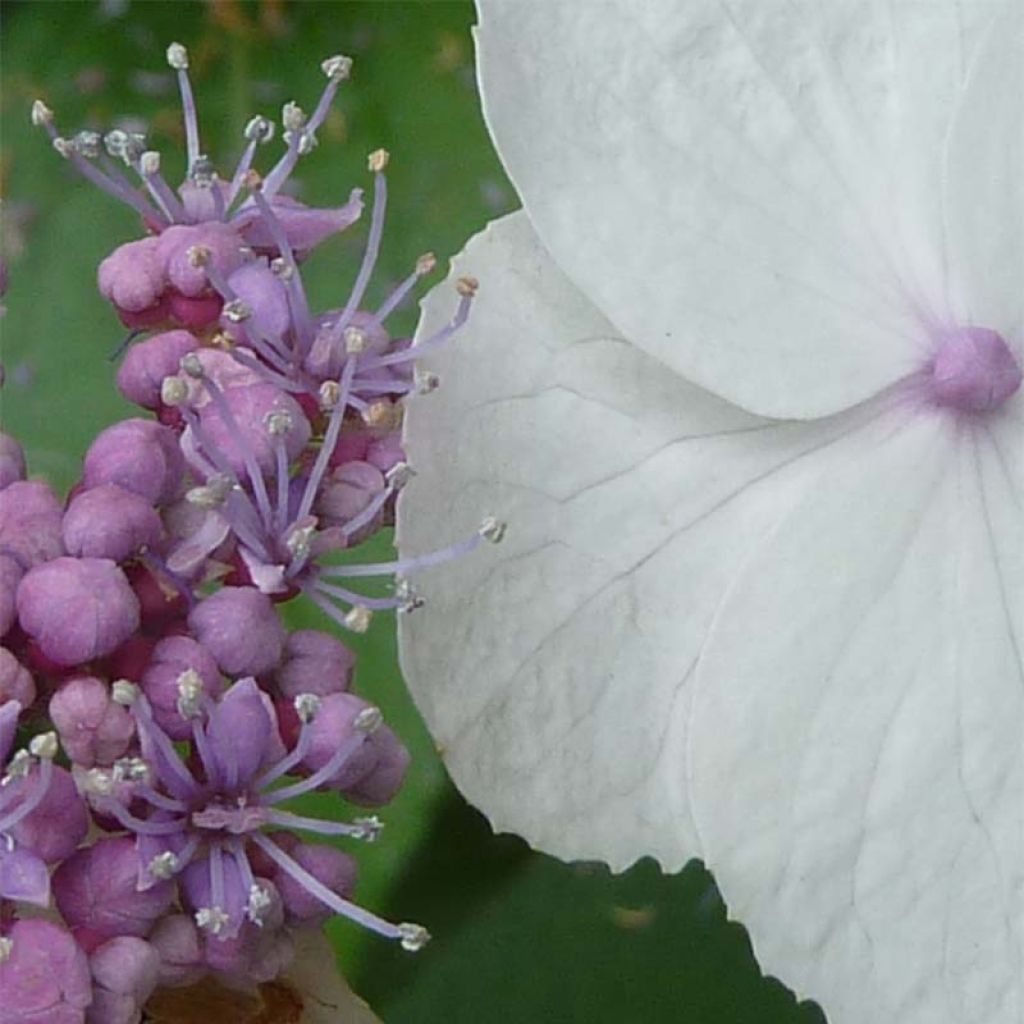 Hortensia aspera Macrophylla - Hydrangea