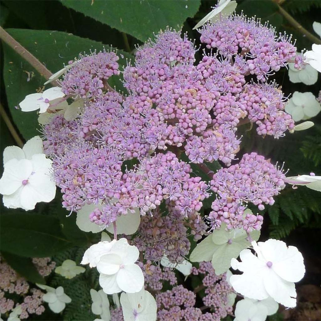 Hortensia aspera Macrophylla - Hydrangea