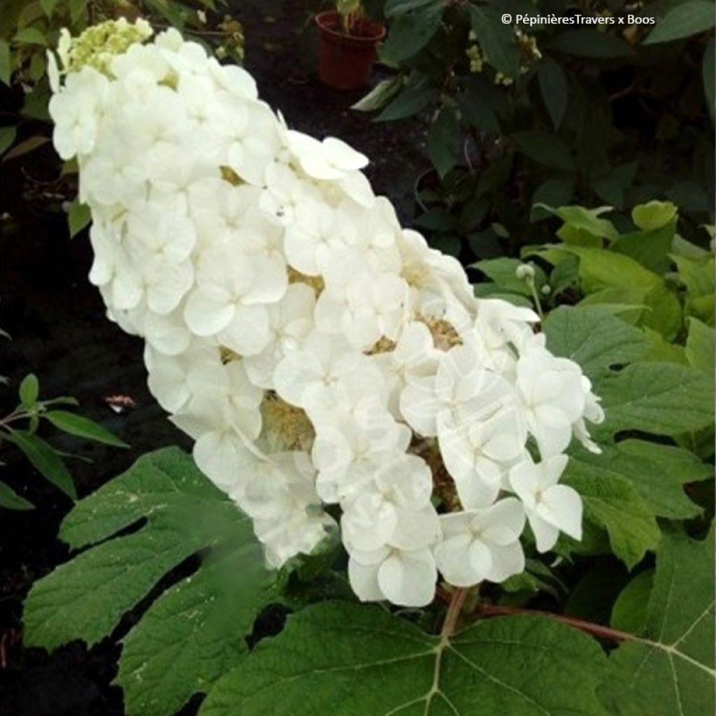 Hortensia quercifolia Amethyst - Hortensia de hoja de roble