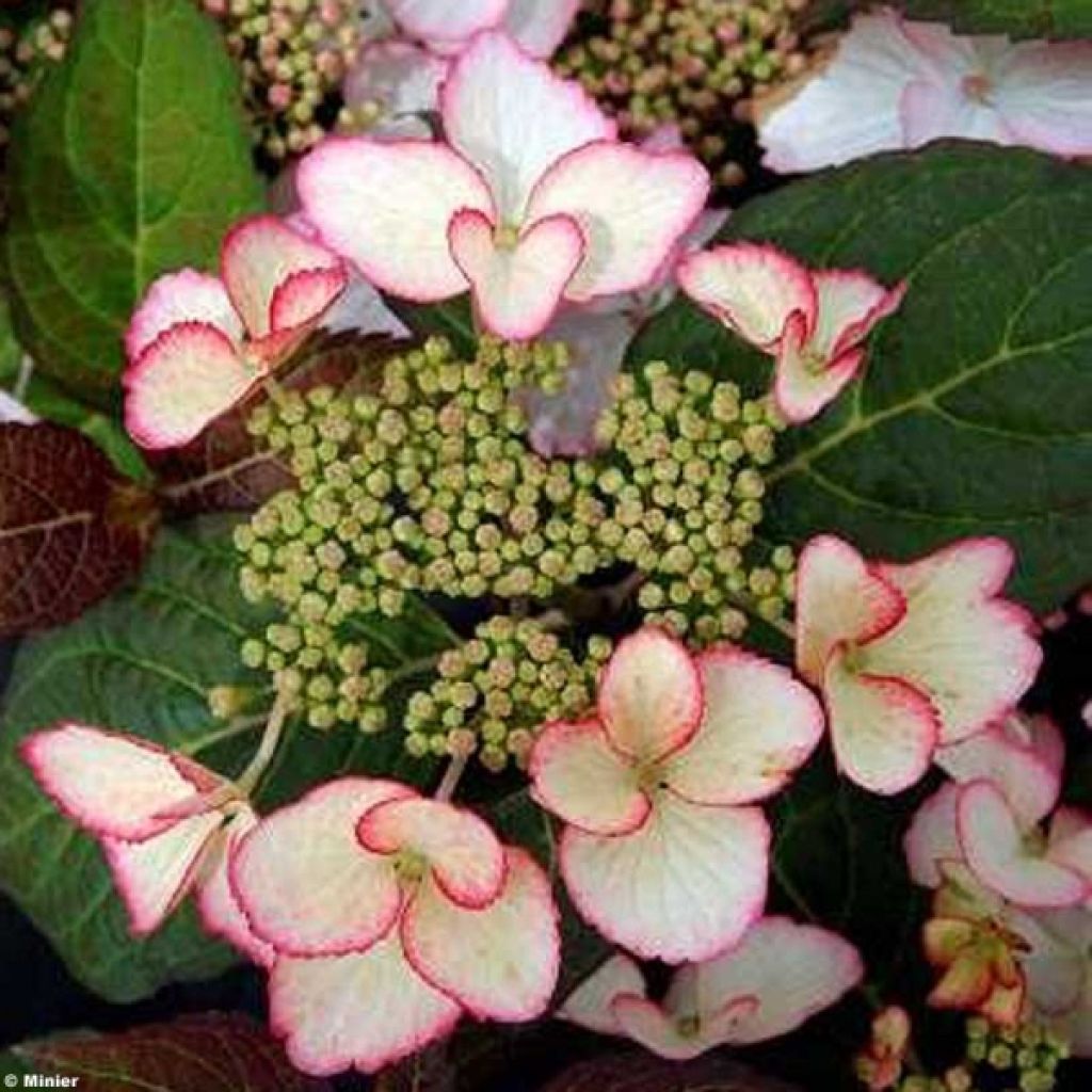 Hortensia - Hydrangea macrophylla Dolce Kiss®