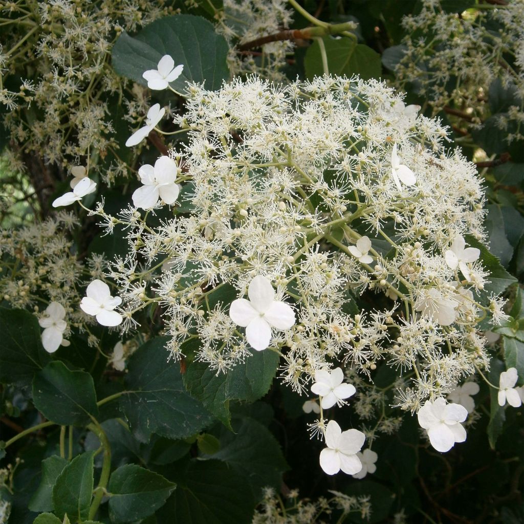 Hortensia anomala var. petiolaris - Hortensia trepadora