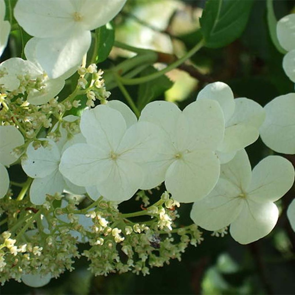 Hortensia anomala var. petiolaris - Hortensia trepadora