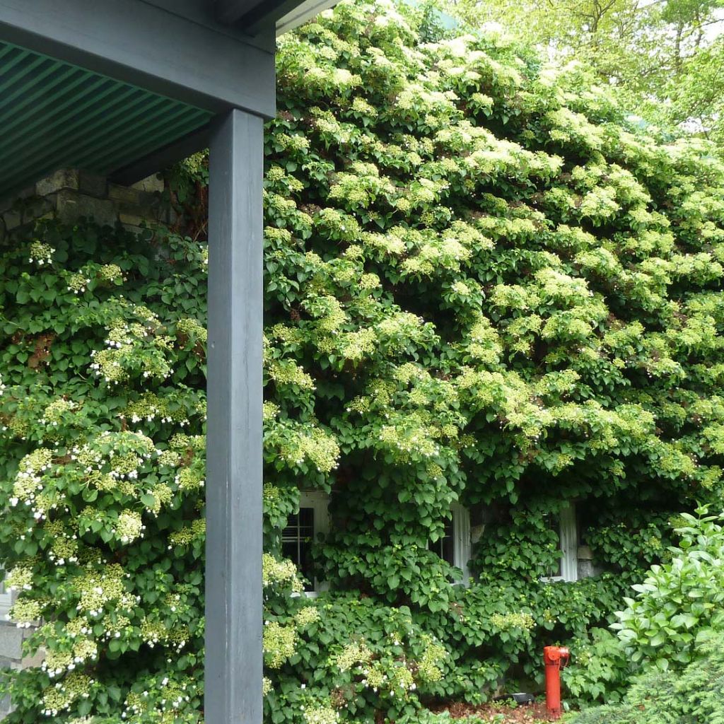 Hortensia anomala var. petiolaris - Hortensia trepadora