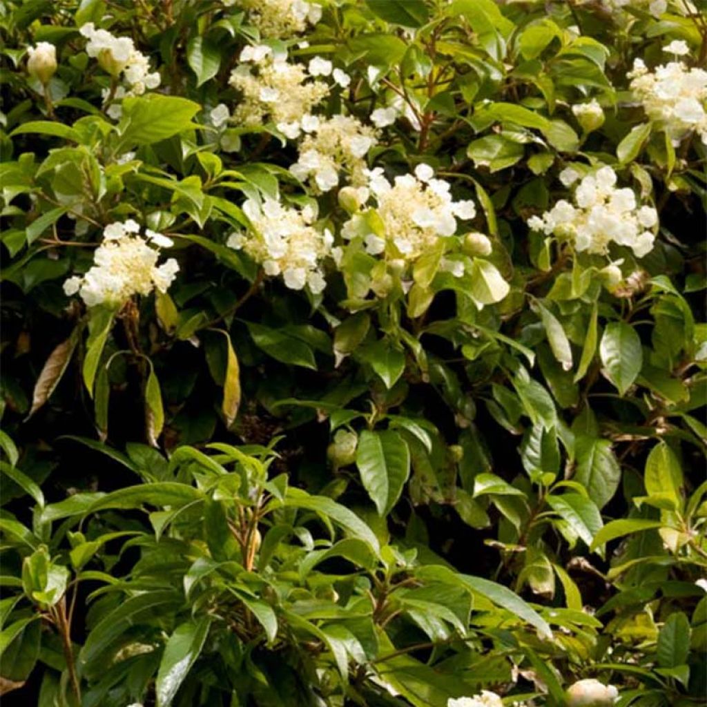 Hortensia seemanii - Hydrangea