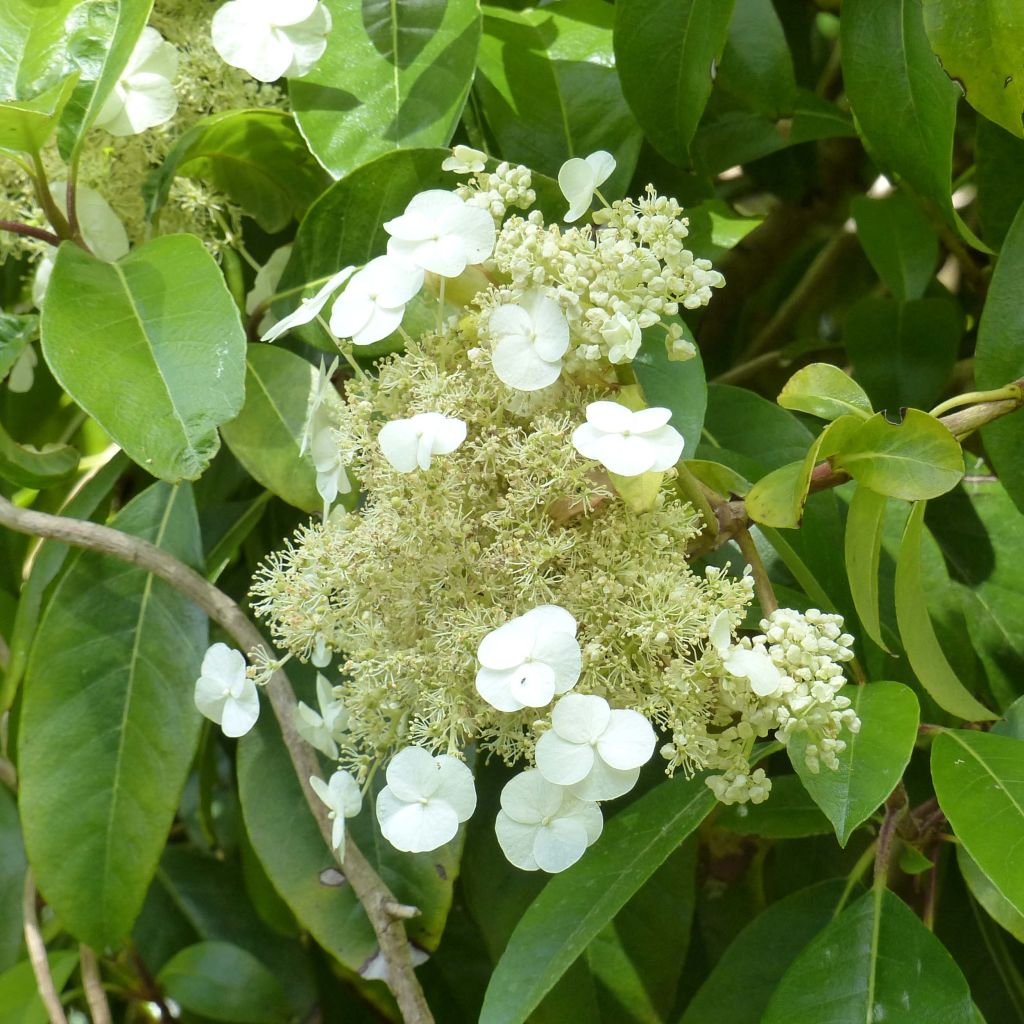 Hortensia seemanii - Hydrangea