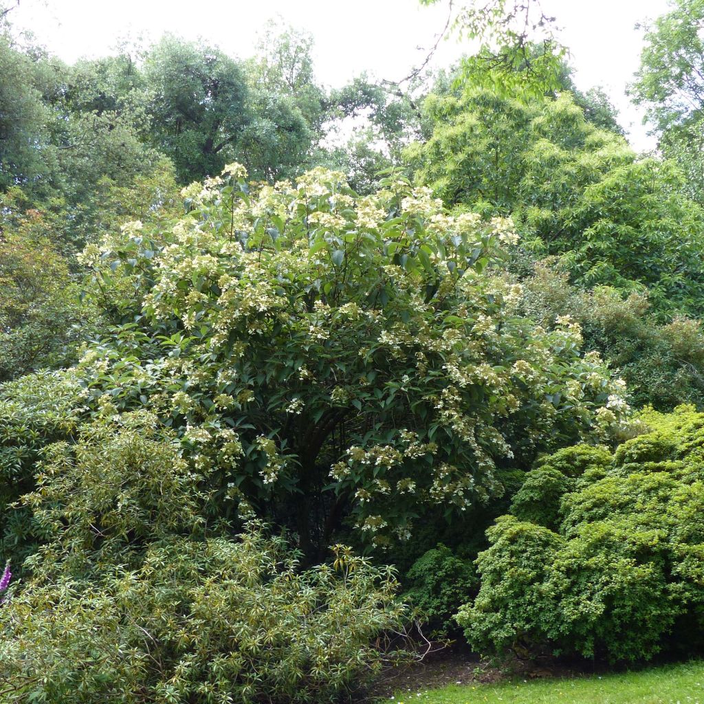 Hortensia heteromalla - Hydrangea