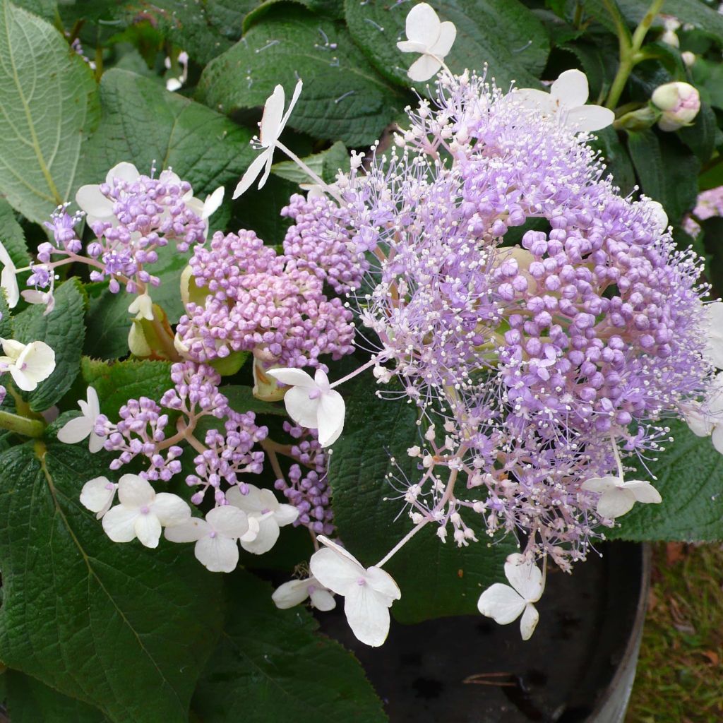 Hortensia involucrata Late Love - Hydrangea